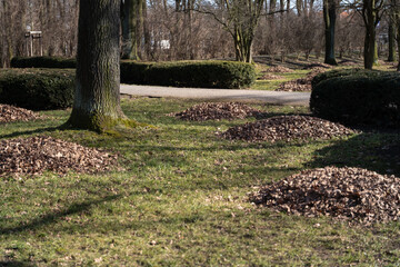 Piles of Dry Leaves on Grass in Early Spring Park