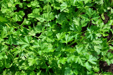 Fresh Parsley in a Garden top view