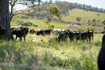 wagyu angus cows Mixed Herd of Healthy Beef Cattle Grazing on Lush Green Pasture. Regenerative Sustainable Australian Agriculture, Responsible Livestock Farming, and Natural Environment in Australia