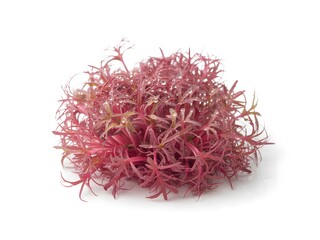 Naklejka premium Tropical Beet Microgreens isolated on a white background