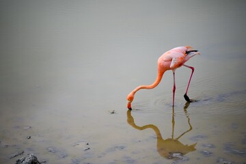 A Gal&aacute;pagos flamingo feeding in a shallow lagoon on Santa Cruz Island, Gal&aacute;pagos. The bird is reflected in the still water, creating a serene and minimalist wildlife scene.
