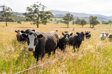 herd of cows in a field grazing on green lush pasture. Expansive Australian Farm Landscape with a dam, Trees, and Distant Grazing Livestock. Rural Agriculture and Sustainable Land Management australia