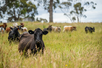 wagyu angus cows Mixed Herd of Healthy Beef Cattle Grazing on Lush Green Pasture. Regenerative Sustainable Australian Agriculture, Responsible Livestock Farming, and Natural Environment in Australia
