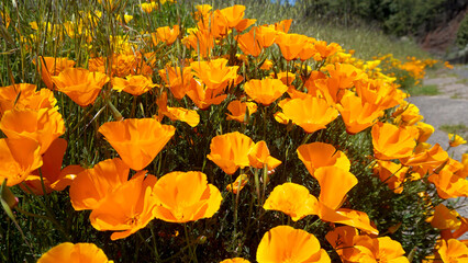 Close up of California poppies or Eschscholzia californica orange yellow flowers blooming in Arafo, Tenerife,Canary Islands,Spain.