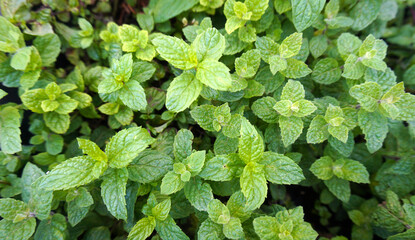 Mentha rotundifolia green leaves as a background. Close up Garden mint.Herbal medicine,medicinal plants and herbs concept.Selective focus. 