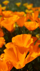 Close up of California poppies or Eschscholzia californica orange yellow flowers blooming in Arafo, Tenerife,Canary Islands,Spain.Selective focus.