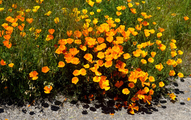 California poppies or Eschscholzia californica bright orange yellow flowers blooming in Arafo, Tenerife,Canary Islands,Spain.