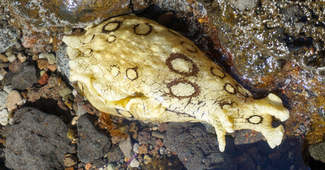 Aplysia dactylomela or Spotted sea hare big slug in the tidal pools in Tenerife,Canary Islands,Spain.
