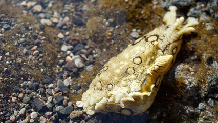 Aplysia dactylomela or Spotted sea hare big slug in the tidal pools in Tenerife,Canary Islands,Spain.
