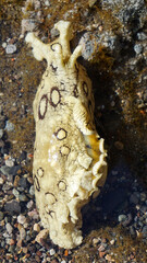 Aplysia dactylomela or Spotted sea hare big slug in the tidal pools in Tenerife,Canary Islands,Spain.
Selecive focus.