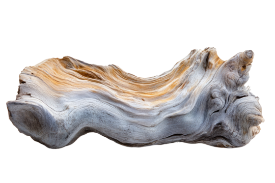 A weathered, curved piece of driftwood with a light grey and tan color palette. background removed