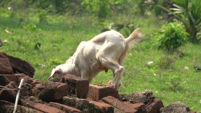 Goats are hardy, agile animals known for climbing, providing milk, meat, and fiber, and adapting well to various environments.