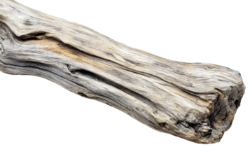 Grayish-white weathered driftwood with deep grooves and knots, isolated on transparent background. background removed