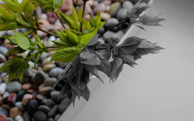 A straight diagonal line separates the grayscale background and colored pebbles with a decorative plant on that line

