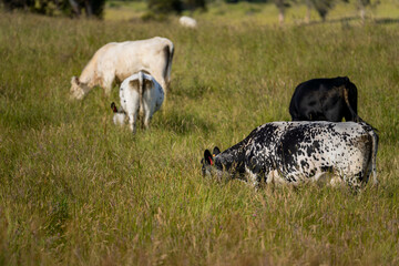 wagyu angus cows Mixed Herd of Healthy Beef Cattle Grazing on Lush Green Pasture. Regenerative...