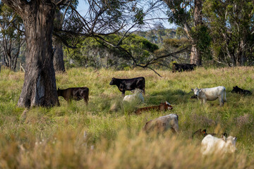wagyu angus cows Mixed Herd of Healthy Beef Cattle Grazing on Lush Green Pasture. Regenerative Sustainable Australian Agriculture, Responsible Livestock Farming, and Natural Environment in Australia