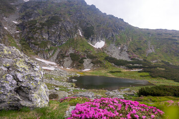 Vibrant pink alpine flowers blooming in mountain meadow with glacial lake and snow-capped peaks in background
