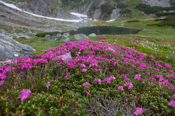 Purple mountain blooms carpeting highland landscape near pristine tarn surrounded by rocky cirque and patches of snow