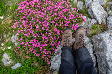 Hiker's boots resting on rocky ledge overlooking vibrant pink alpine flowers blooming among granite stones and grass