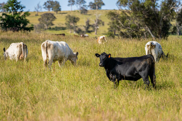 wagyu angus cows Mixed Herd of Healthy Beef Cattle Grazing on Lush Green Pasture. Regenerative...