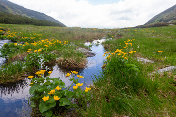 Alpine brook lined with bright yellow blooming wetland wildflowers amid green rolling hills