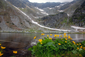 yellow marsh marigolds in dramatic highland valley landscape