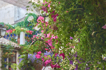 A Cordoban patio adorned with flowers in spring