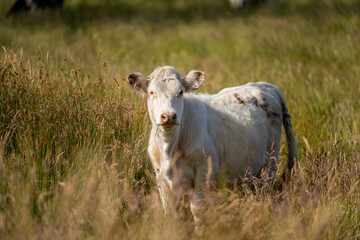 wagyu angus cows Mixed Herd of Healthy Beef Cattle Grazing on Lush Green Pasture. Regenerative Sustainable Australian Agriculture, Responsible Livestock Farming, and Natural Environment in Australia