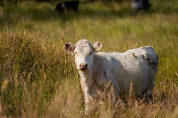 wagyu angus cows Mixed Herd of Healthy Beef Cattle Grazing on Lush Green Pasture. Regenerative Sustainable Australian Agriculture, Responsible Livestock Farming, and Natural Environment in Australia