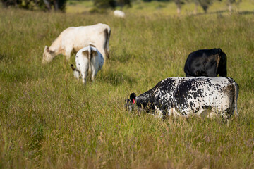 wagyu angus cows Mixed Herd of Healthy Beef Cattle Grazing on Lush Green Pasture. Regenerative...