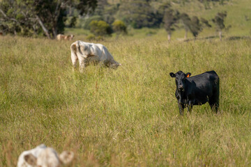 wagyu angus cows Mixed Herd of Healthy Beef Cattle Grazing on Lush Green Pasture. Regenerative Sustainable Australian Agriculture, Responsible Livestock Farming, and Natural Environment in Australia