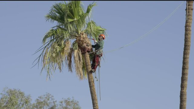 This video shows a landscaper, high up on a palm tree, wearing protective gear, and cutting the palm leaves by hand.  