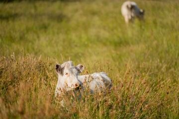 Fototapeta premium wagyu angus cows Mixed Herd of Healthy Beef Cattle Grazing on Lush Green Pasture. Regenerative Sustainable Australian Agriculture, Responsible Livestock Farming, and Natural Environment in Australia