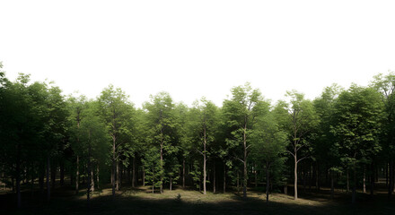 Obraz premium Dense forest with tall, green trees in sunlight, casting shadows on the forest floor, on a transparent background