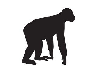 Vector isolated one single chimpanzee monkey side view full body colorless black and white outline silhouette shadow shape stencil solid black