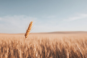 Naklejka premium serene wheat field under clear blue sky with single golden ear of wheat prominently positioned to left