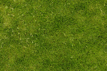 High-resolution image of lush green grass, perfect for backgrounds and textures.