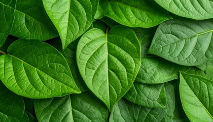 High-detail texture of fresh green leaves, creating a natural and immersive foliage background