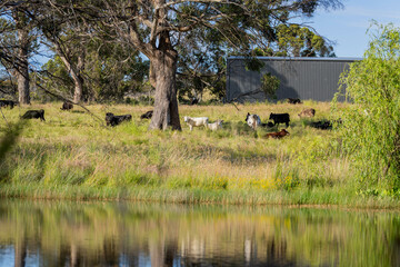 wagyu angus cows Mixed Herd of Healthy Beef Cattle Grazing on Lush Green Pasture. Regenerative...