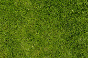 High-resolution image of lush green grass, perfect for backgrounds and textures.