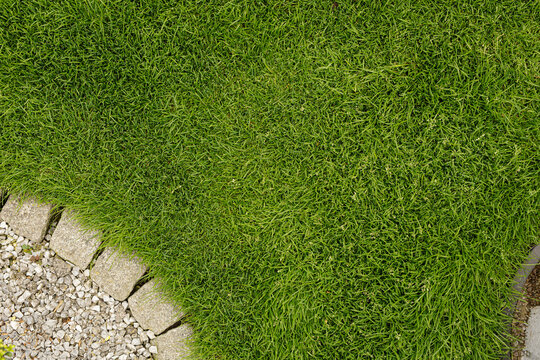 High-resolution image of lush green grass perfect for backgrounds, websites, and presentations.