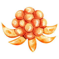 watercolor Cloudberry