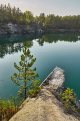 Young Pine Tree by Korostyshiv Canyon