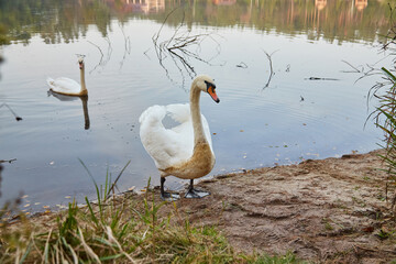 Two Elegant Mute Swans on Calm Lake