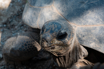 turtle clode-up