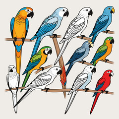 Naklejka premium Colorful Macaw Parrot Illustration-Tropical Bird Clipart-Exotic Wildlife Art-Detailed Parrot Drawing-Parrot Lover Gift-Unique Bird Art for Home Decor