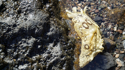 Aplysia dactylomela or Spotted sea hare big slug in the tidal pools in Tenerife,Canary Islands,Spain.
Selecive focus.