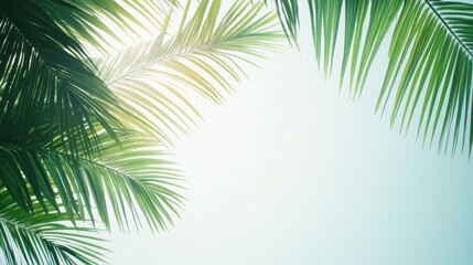 Coconut palm leaves on left corner backgrounds outdoors nature.