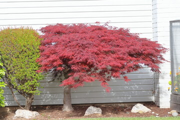 Japanese maple, Acer palmatum, also known as Japanese maple