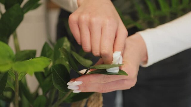 Woman cleaning zamioculcas zamiifolia plant leaves